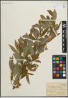 Foto von Salix pedicellata Desf.